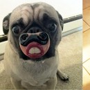 Funny Dog Toys