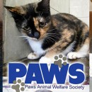 PAWS Animals For Urgent Adoption