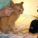 Factors For Successful Acupuncture Treatment In Pets