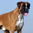 Eukanuba: Lean Muscles For Healthy Mobility