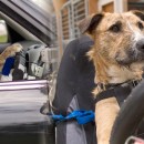 Meet The World’s 1st Driving Dogs!