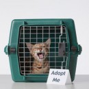 Adoption Drive