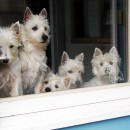 How Much Is That Doggie In The Window?