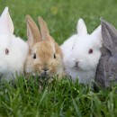 Five Reasons Not To Buy A Bunny For Easter