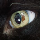 Freckles In Cats Can Be Bad News