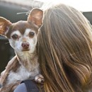 Gov. Jerry Brown’s Budget Seeks To Tighten Noose Around Neck Of Shelter Animals