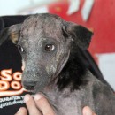 Help Dogs Like Ronnapee By Becoming A Sponsor Today…….