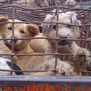 Help Stop The Illegal Dog Meat Trade In Thailand (a Message From Soi Dog)