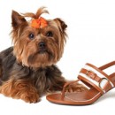 Lord & Taylor Steps Up For Homeless Pets