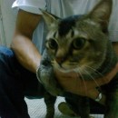 Medical Subsidy For Lalang The Cat (Aznah Affendi’s)