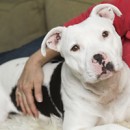 Missouri Pit Bull Round-Up Thwarted For Now