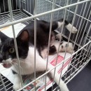 Mother-Cat And Kitten In Need Of Fosterer/adopter (Thong’s)