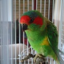 Musk Lorikeet – Australian Parrot