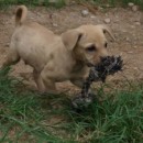 Nugget’s Playtime With Butch, Wanda And Poppet