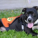 Ohio HB 14 Pit Bull Legislation Vote Today