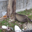 Pregnant Stray Cat In Need Of A Home (Dr Veeranoot Nissapatorn’s)