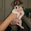 Puppies For Adoption (Adeline Khaw’s)
