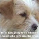 The Epic Journey Of Xiaose, A Little Dog On A 1700km Run Across China