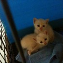 Two Kittens For Adoption (John Siang’s)